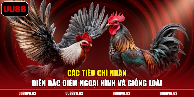 Các tiêu chí nhận diện đặc điểm ngoại hình và giống loài