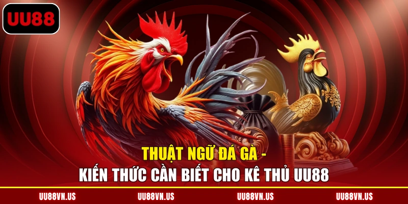 Thuật Ngữ Đá Gà - Kiến Thức Cần Biết Cho Kê Thủ UU88