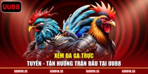 Xem Đá Gà Trực Tuyến - Tận Hưởng Trận Đấu Tại UU88